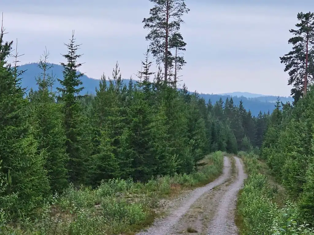 Waldweg durch die Natur rund um Häxens Hus in Dalarna