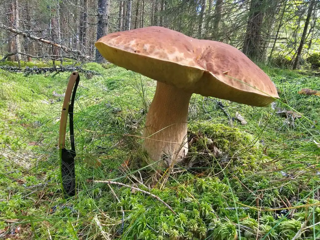 Pilz im Wald rund um Häxens Hus in Dalarna
