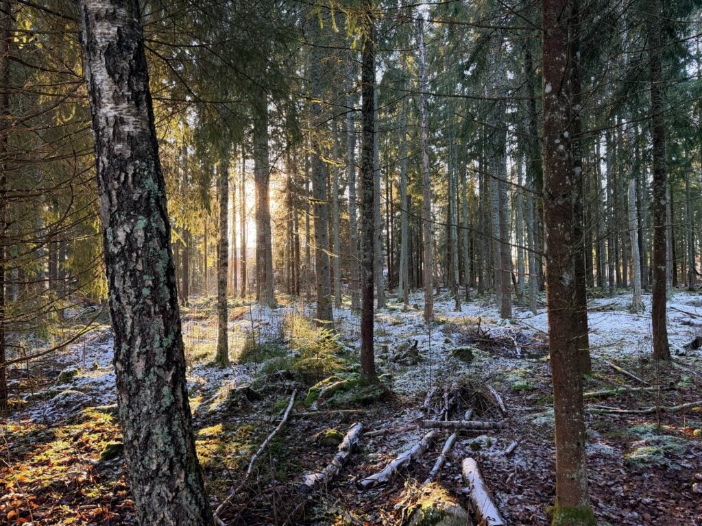Wald direkt am Ferienhaus Little Owl House bei Åseda